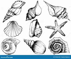 Image result for Coquillage Sketch