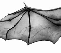 Image result for Painting of Bat Wings