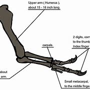 Image result for Tyrannosaurus Rex Arms