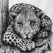 Image result for Black Leopard Sketch