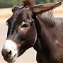 Image result for What Is the Difference Between a Horse vs Mule