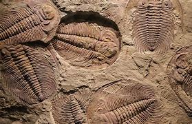 Image result for 3 Types of Fossils