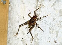 Image result for Cricket Pest