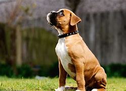 Image result for Boxer Dog Background