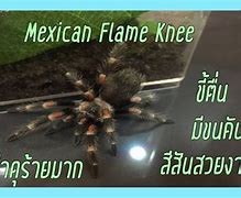 Image result for Mexican Flame Knee Tarantula