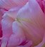Image result for Tulipa Princess Angelique