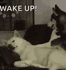 Image result for Wake Up Dog Meme