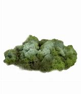 Image result for Moss Green