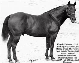 Image result for King Quarter Horse