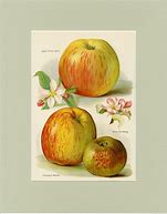Image result for Apple Fruit Art Prints