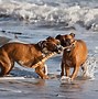 Image result for Boxer Breed