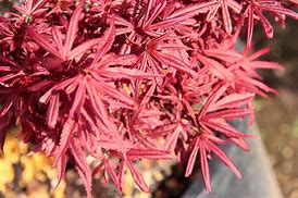 Image result for Acer palmatum Shaina