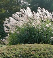 Image result for Miscanthus sinensis Silberfeder