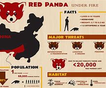 Image result for Red Panda Graph