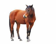 Image result for Horse Pic PNG