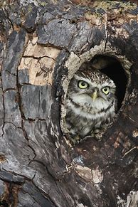 Image result for Owl Tree Hole