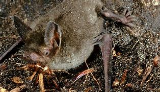 Image result for Anient Bats