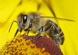 Image result for Bees