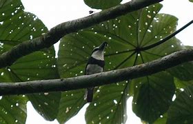 Image result for Notharchus Bucconidae