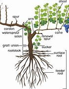 Image result for Grapevine Anatomy