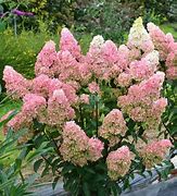 Image result for Hydrangea paniculata Fraise Melba