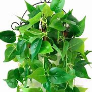 Image result for Fake Plant Vines