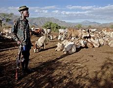 Image result for Cattle Rustling in Africa