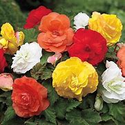 Image result for Begonia Camelia