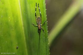 Image result for Black and Yellow Crickets