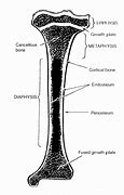 Image result for Long Bone Structure