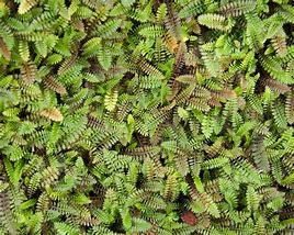 Image result for Leptinella squalida Minima