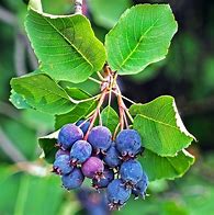 Image result for Amelanchier alnifolia Saskatoon Berry