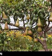 Image result for Identifying Fruit-Bearing Trees