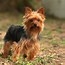 Image result for Top Cutest Small Dog Breeds
