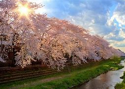 Sakura Tree 的图像结果