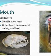 Image result for Omnivore Teeth