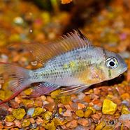 Image result for Belivian Ram Fish