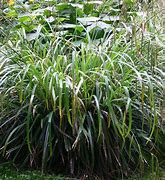 Bildergebnis für Carex pendula