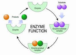 Image result for Enzyme Function Samsung Galaxy