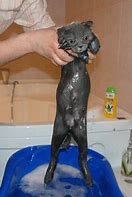 Image result for Soggy Cat Picture