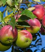 Image result for McIntosh Apple