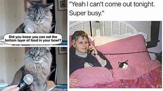 Image result for Spicy Cat Meme