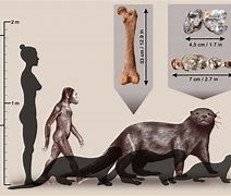 Image result for Ancient Otter Bear