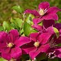 Image result for Clematis Darcy