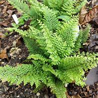 Image result for Polystichum setiferum Plumosum Multilobum