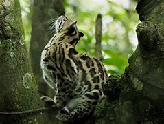 leopardus に対する画像結果