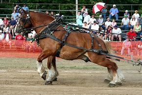 Image result for Belgian Draft Horse Pulling