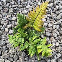 Image result for Dryopteris lepidopoda