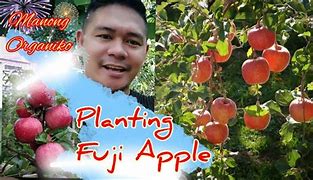 Image result for Fuji Apple Seedling