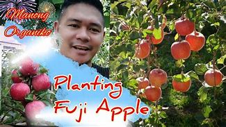 Image result for Fuji Apple Seedling